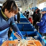 水槽から松葉ガニを引き上げる仲買人ら＝３月２０日、柴山港