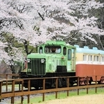 桜のそばを走る一円電車＝養父市大屋町明延