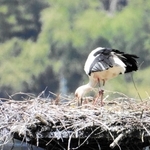 但馬地域では今季初めてふ化したコウノトリのひなと親鳥＝朝来市和田山町久田和（県立コウノトリの郷公園提供）