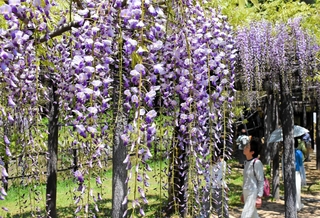 見頃を迎えている色とりどりのフジの花＝朝来市和田山町白井