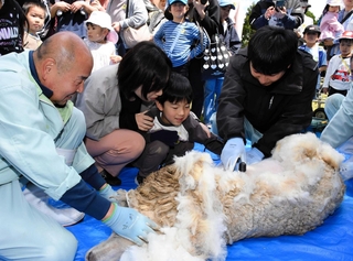スタッフの補助を受けてヒツジの毛刈りに挑戦する子どもら＝但馬牧場公園