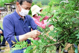 最盛期を迎えている「朝倉さんしょ」の収穫作業＝朝来市和田山町殿