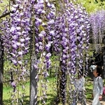 見頃を迎えている色とりどりのフジの花＝朝来市和田山町白井