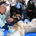 スタッフの補助を受けてヒツジの毛刈りに挑戦する子どもら＝但馬牧場公園