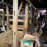 吉田真佐子さんの生家では「まや」と呼ばれる牛小屋を見学した＝香美町小代区新屋