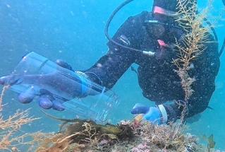 水深約１５メートルの海中で放流した＝豊岡市竹野町、竹野湾（城崎マリンワールド提供）