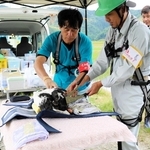 コウノトリのひなの足に識別用の足輪を付ける獣医師や飼育員たち＝豊岡市赤石