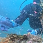 水深約１５メートルの海中で放流した＝豊岡市竹野町、竹野湾（城崎マリンワールド提供）