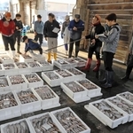 沖合底引き網漁の競りに並んだ魚＝４月、香住漁港西港