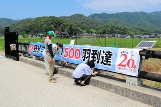 野外コウノトリの数が５００羽を超えたことを記念し、横断幕を取り付ける郷公園の職員たち＝豊岡市祥雲寺