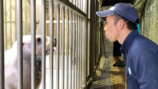 飼育員の舌を出す動作を見て、同じようにまねをするハマ＝豊岡市瀬戸（城崎マリンワールド提供）