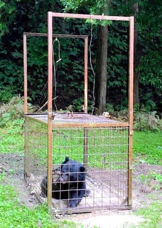 捕獲されたツキノワグマ＝豊岡市内（同市提供）