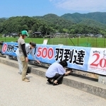 野外コウノトリの数が５００羽を超えたことを記念し、横断幕を取り付ける郷公園の職員たち＝豊岡市祥雲寺