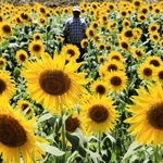 巨大迷路のように遊べるヒマワリ畑＝新温泉町宮脇