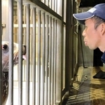 飼育員の舌を出す動作を見て、同じようにまねをするハマ＝豊岡市瀬戸（城崎マリンワールド提供）