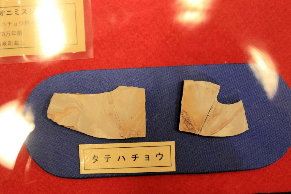 希少なチョウの化石、新種と判明 37年前に新温泉で発掘 23日に研究者が