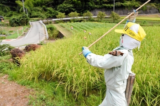 「人間様は古古古古米を食べてるのに　おまえらは新米か」と竹を振るかかし＝朝来市納座