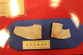 新種と判明し「カミタニオニミスジ」と名付けられたチョウの化石＝おもしろ昆虫化石館