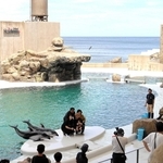 海との一体感が増したイルカショーの会場＝豊岡市瀬戸、城崎マリンワールド