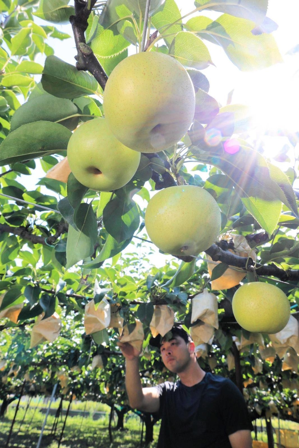 聞香・柬蒲寨産 根瘤黄花梨 聞香・柬蒲寨産 根瘤黄花梨
