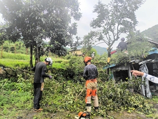 収穫される予定がないカキの木が伐採された＝豊岡市但東町東中（豊岡市提供）