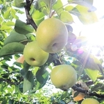 例年より甘みが増しているという二十世紀梨＝香美町香住区間室