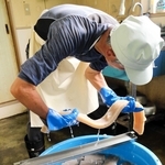 ゆであがった長いコンニャクをカットする＝豊岡市竹野町轟