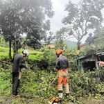 収穫される予定がないカキの木が伐採された＝豊岡市但東町東中（豊岡市提供）