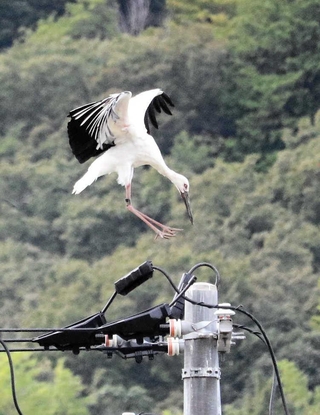 電柱に降り立つコウノトリ＝豊岡市城崎町今津