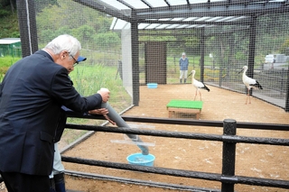 飼育ケージに設けた穴からコウノトリの餌となるアジを投入する関係者ら＝豊岡市祥雲寺