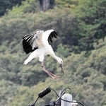 電柱に降り立つコウノトリ＝豊岡市城崎町今津