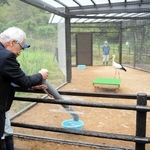 飼育ケージに設けた穴からコウノトリの餌となるアジを投入する関係者ら＝豊岡市祥雲寺