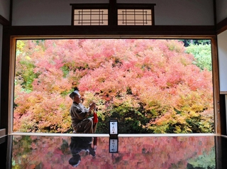 赤く色づいた安国寺のドウダンツツジ＝豊岡市但東町相田