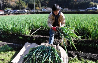 岩津ねぎを収穫する生産農家＝２０２４年１１月、朝来市内