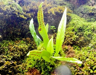 発見されたタジマノキシノブ（養父市提供）