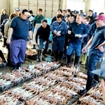 初競りにかけられるカニ＝豊岡市津居山