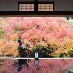 赤く色づいた安国寺のドウダンツツジ＝豊岡市但東町相田