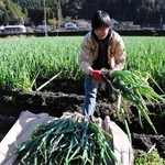 岩津ねぎを収穫する生産農家＝２０２４年１１月、朝来市内
