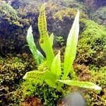 発見されたタジマノキシノブ（養父市提供）