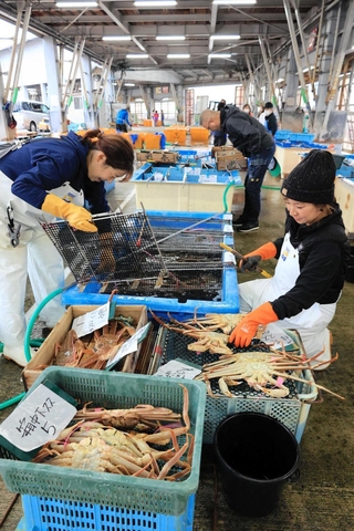 初競りで松葉ガニを選別する女性たち＝１１月７日、柴山港