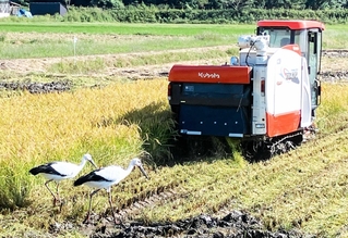 稲刈り機の後ろをついてえさを探すコウノトリ＝豊岡市内