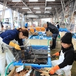 但馬11月のズワイガニ漁獲　雄の単価、前年比38％下落　19年以来の水準　数年の価格高騰が一段落