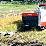 稲刈り機の後ろをついてえさを探すコウノトリ＝豊岡市内