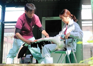 羽をけがして保護された野外コウノトリを治療する松本令以獣医師（左）ら＝豊岡市祥雲寺