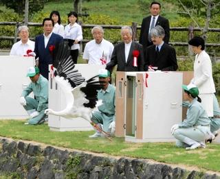 秋篠宮ご夫妻のテープカットで野生復帰に向けて木箱から放たれた第一号のコウノトリ＝２００５年９月２４日、県立コウノトリの郷公園