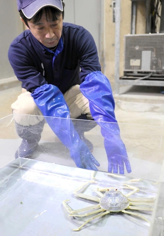 城崎マリンワールドに仲間入りした白い松葉ガニ＝豊岡市瀬戸