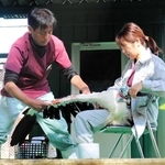 羽をけがして保護された野外コウノトリを治療する松本令以獣医師（左）ら＝豊岡市祥雲寺