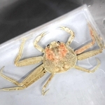 白いセコガニも見つかった＝豊岡市瀬戸