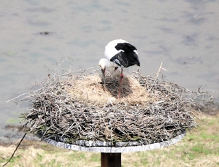 かいがいしく卵を世話するコウノトリの親鳥＝豊岡市祥雲寺