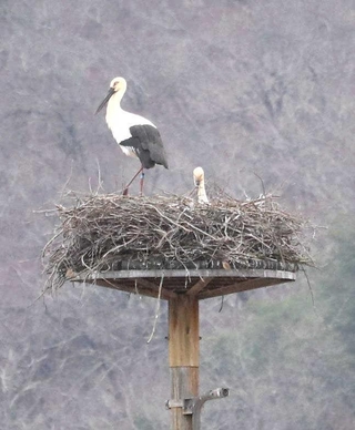 卵を抱くコウノトリのペア＝豊岡市祥雲寺